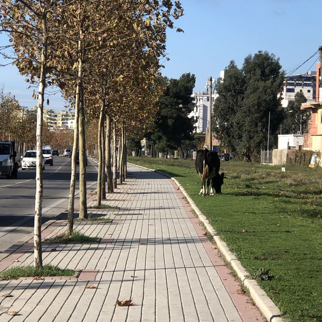 Albania trip