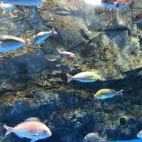 【石川】ジンベイザメにあえる「のとじま水族館」