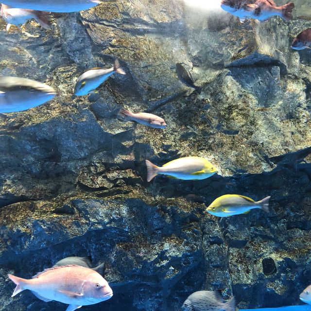【石川】ジンベイザメにあえる「のとじま水族館」