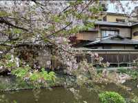 京都　KYOTO SAKURAめぐり❗️祇園白川の桜に感動❗️