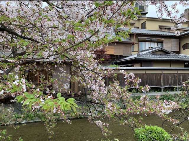 京都　KYOTO SAKURAめぐり❗️祇園白川の桜に感動❗️