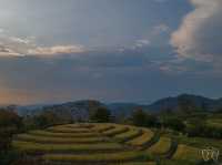 🌾 ทุ่งข้าวสาลี สีทอง ณ ศูนย์วิจัยข้าวสะเมิง 🌾