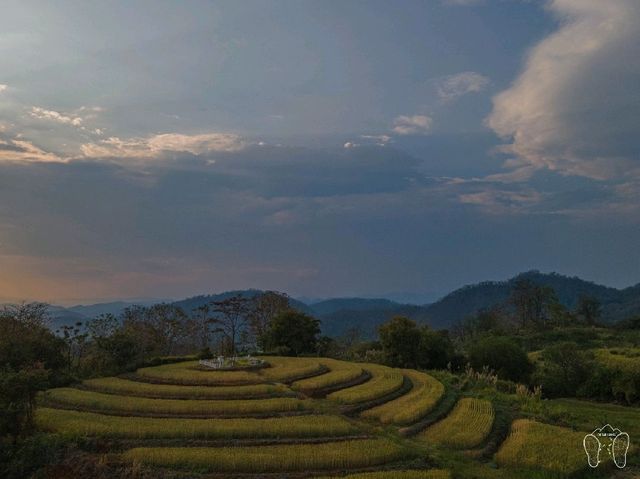 🌾 ทุ่งข้าวสาลี สีทอง ณ ศูนย์วิจัยข้าวสะเมิง 🌾