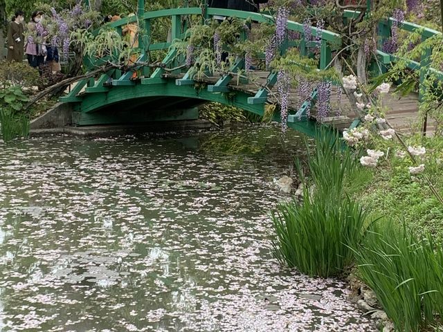 #浜松市　#浜名湖ガーデンパーク　#花畑　#ラッキーわんこ旅