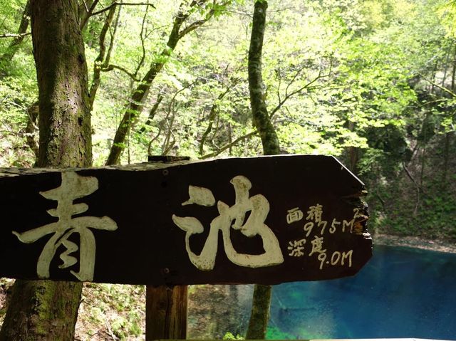 青森縣十二湖青池絕美㊙️境🤩🤩🤩
