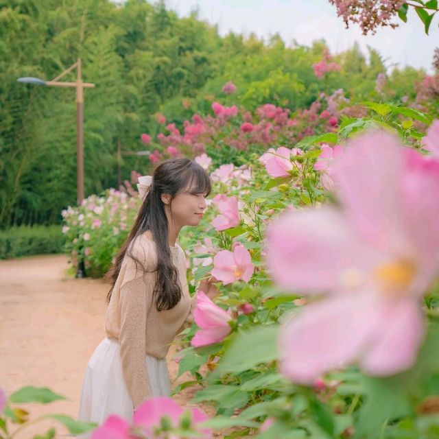🌺부용과 배롱나무가 함께하는 산책로 [울산, 태화강국가정원]