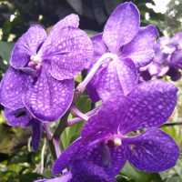 The UNESCO National Orchid Gardens