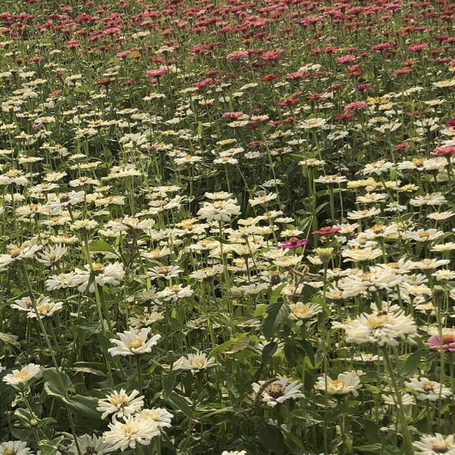 好期待花海開始