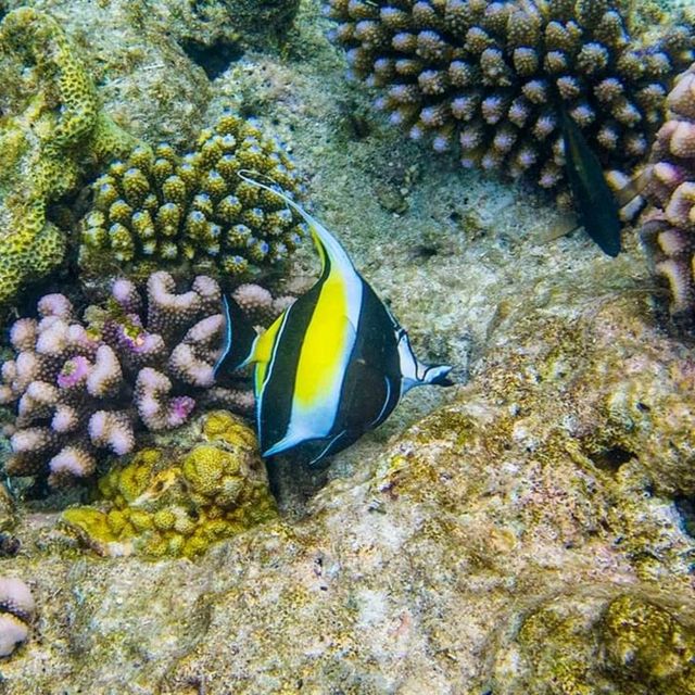 The Amazing Marine Life In Maldives 