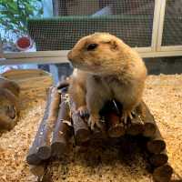 原來吉隆坡塔都有動物園