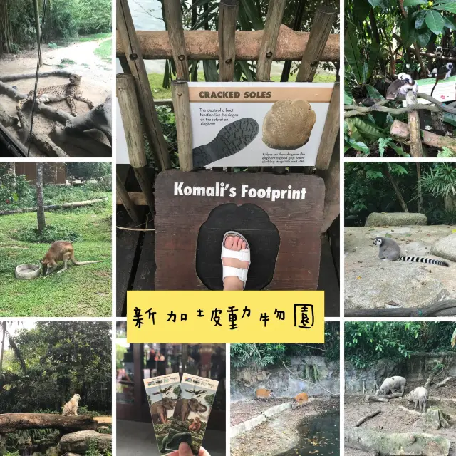 新加坡🇸🇬親子活動必到新加坡🇸🇬動物園❤️