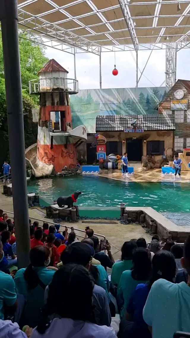 Sea Lion Show in Bangkok's Safari World