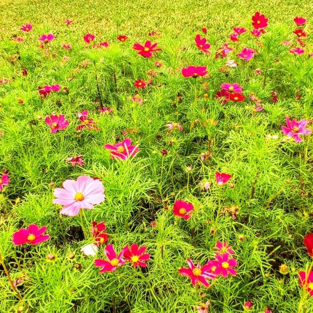 #香港動植物公園#波斯菊