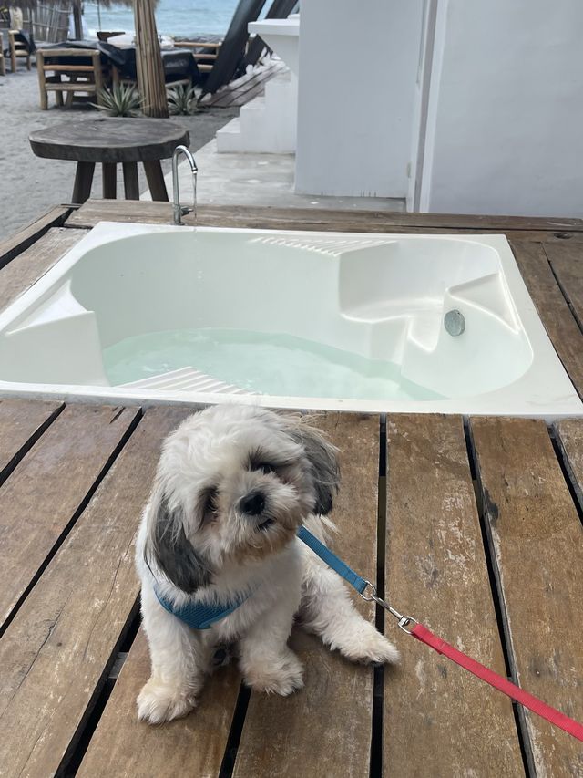 Pet-friendly Resort in Zambales!