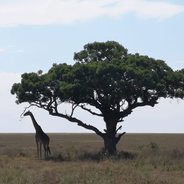 A most SPECTACULAR photo Safari in Tanzania 