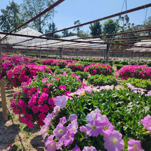 Chiangmai blooms 