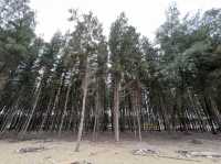 Pine Forest by the Beach