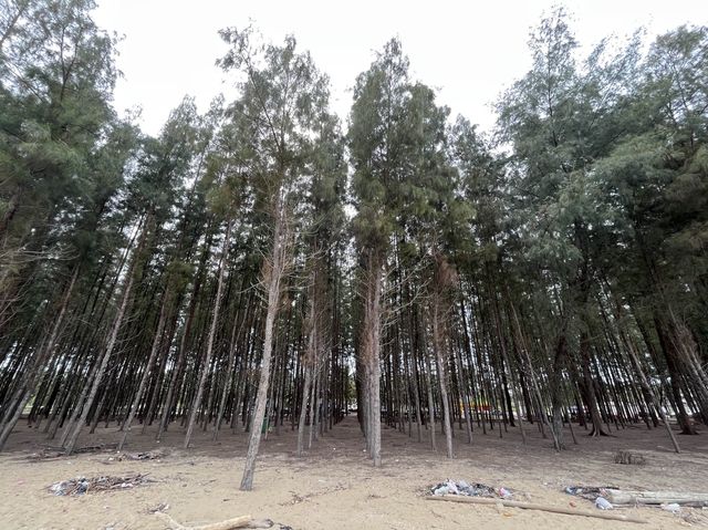 Pine Forest by the Beach