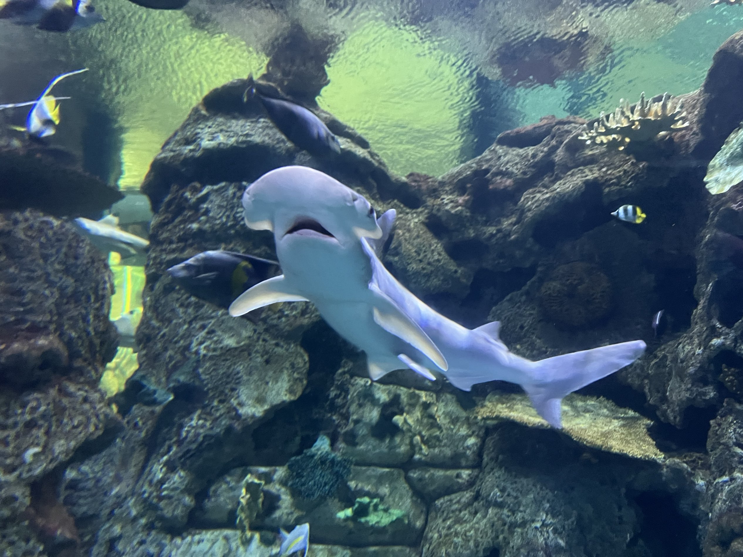 Las Vegas Aquariums: SeaQuest Las Vegas vs. Shark Reef at Mandalay