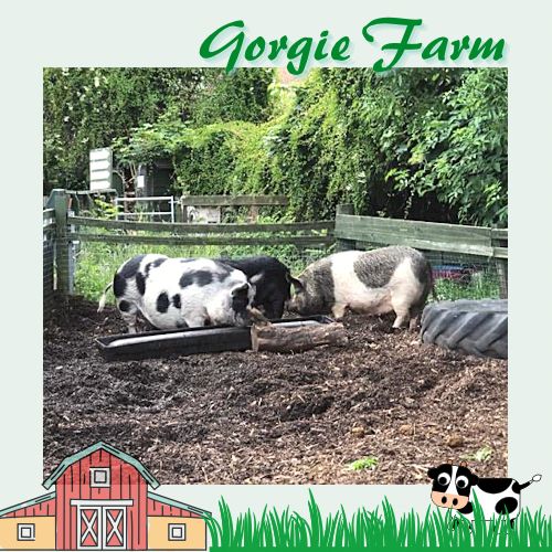 愛丁堡城市中的友好小農場Gorgie Farm