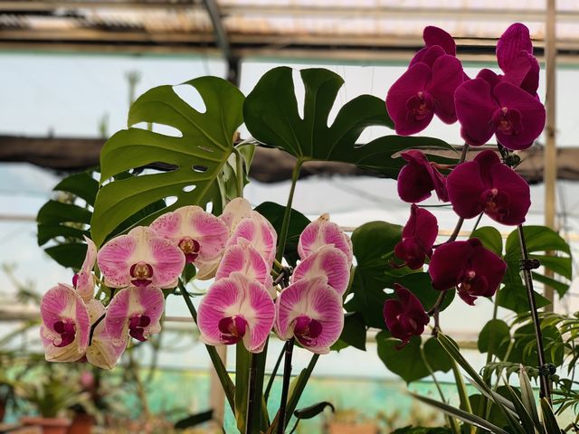 桃園景點-和春花卉農場