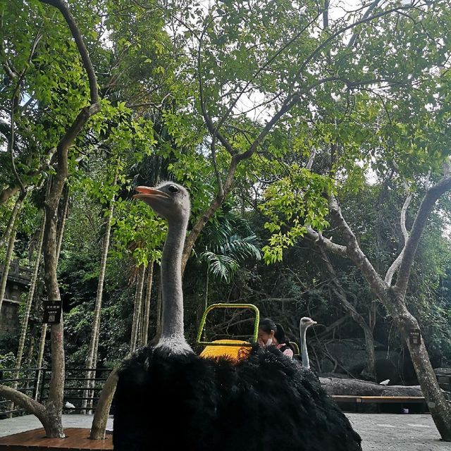 Orchids and Ostriches in Yalong Bay