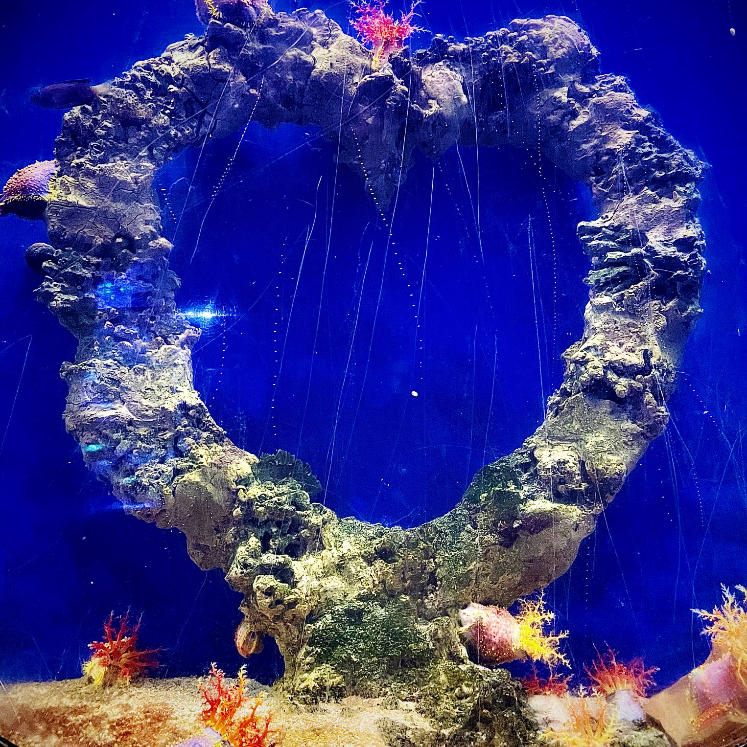 ใต้ท้องทะเล 🦀 เป็นที่ที่ฉันอาศัยอยู่……