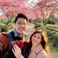 Yongfu Cherry Blossom Garden, Longyan
