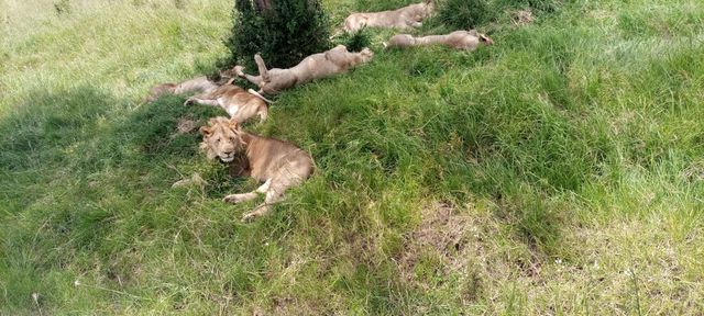 3 Days Masai Mara / Amboseli National Park