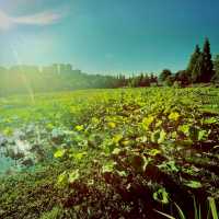 Glorious Urban Wetland Park - a must see! 