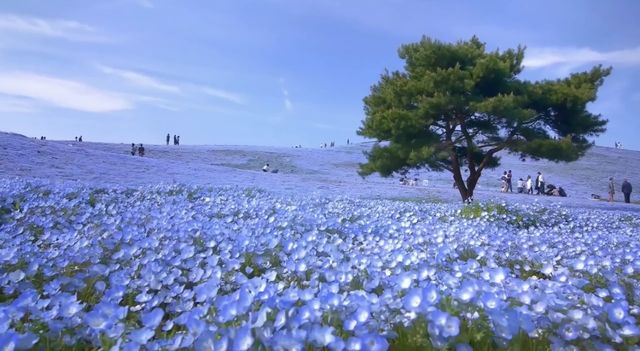 Gulmarg - Flower Sea Travel Guide. Gulmarg, a paradise on earth!