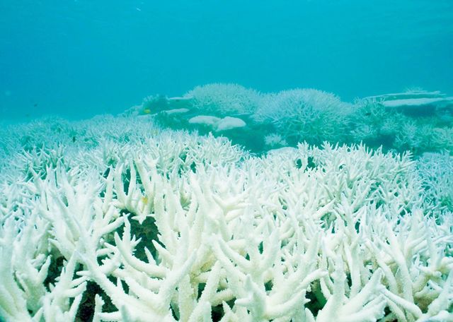 Australia's Great Barrier Reef - Nature's Masterpiece