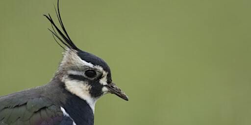 Poetry Workshop: Writing Birds with Tom Branfoot | National Trust - Castlefield Viaduct