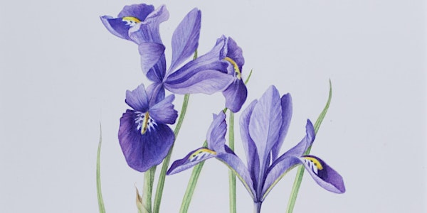 Level 4 in Botanical Drawing and Painting E4P 2806 | Carlton Marshes Nature Reserve