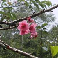 SAKURA PARK, WEST JAVA