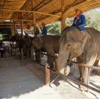 พามาดูช้างที่ ‘ศูนย์อนุรักษ์ช้างไทย’🐘🐘