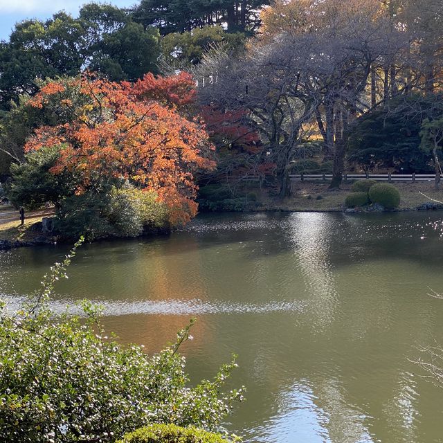 紅葉の新宿御苑・中の池