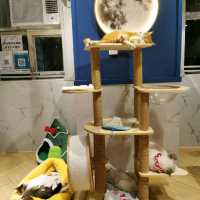貓🐱