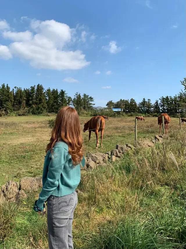 [성이시돌목장] 이국적인 제주 목장🐴