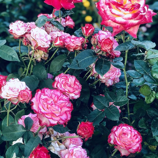 2022春季玫瑰展🌹🌷💐盛開季節@台北玫瑰園