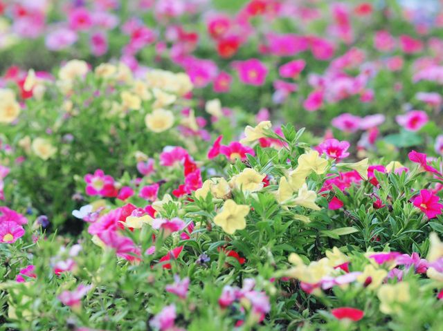 香港動植物公園