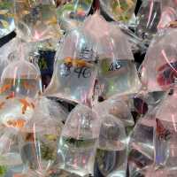 홍콩의 Goldfish Market! 금붕어 시장