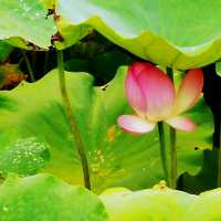 上水虎地坳、河上鄉賞花遊蹤
