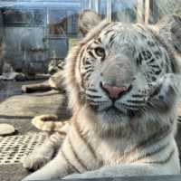 🐯とにかく動物との距離が近い🐯