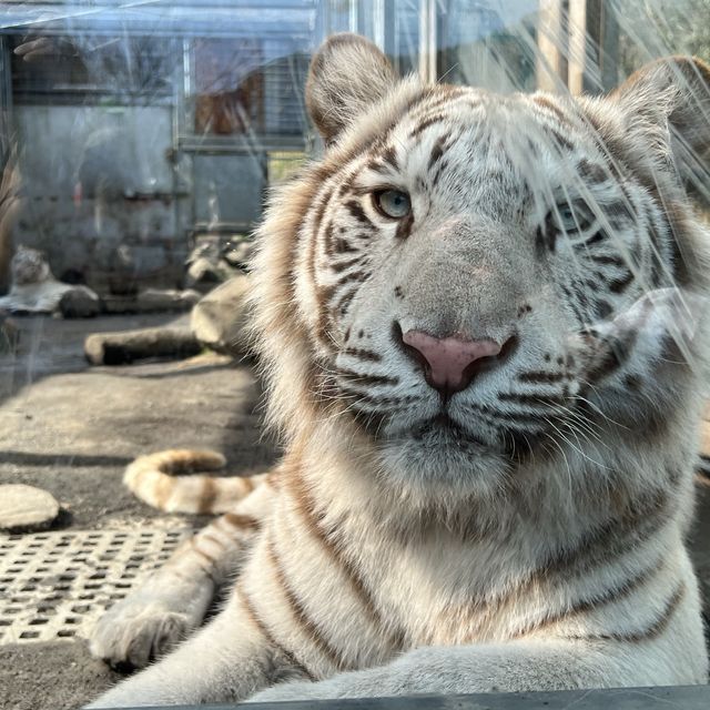 🐯とにかく動物との距離が近い🐯
