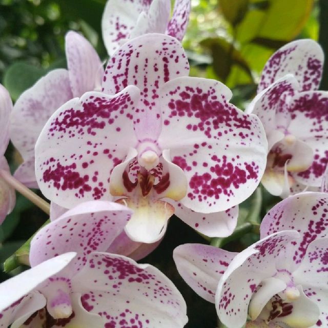 The UNESCO National Orchid Gardens