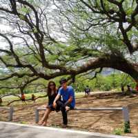 ไฮไลท์เมืองกาญจน์ ต้องแวะถ่ายรูปที่ต้นจามจุรียักษ์
