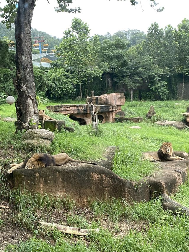 아이들과 함께 가기 좋은 곳, 서울대공원 동물원 🐘