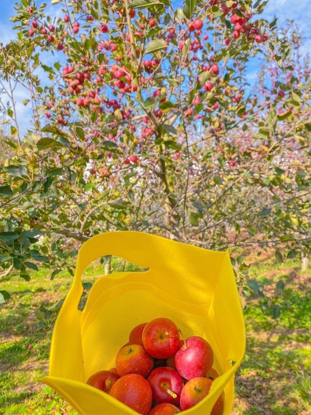 포천 이색 데이트코스 추천 🍎사과깡패