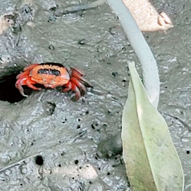 Exploration in Mai Po Nature Reserve